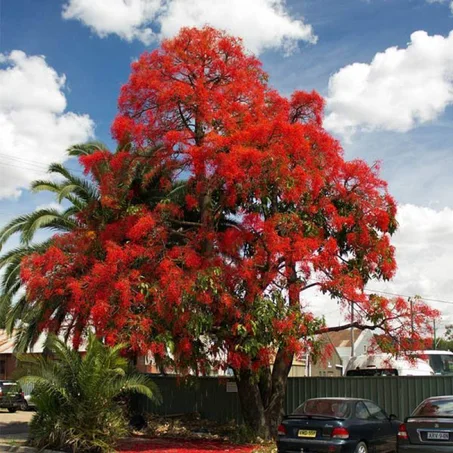 Brachychiton acerifolius (Arbre de flamme)
