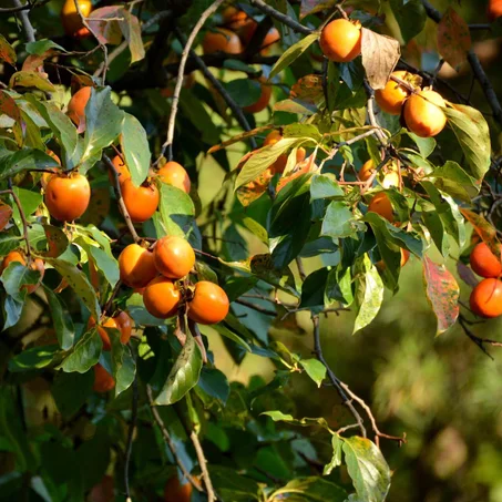 Kaki (plaqueminier)