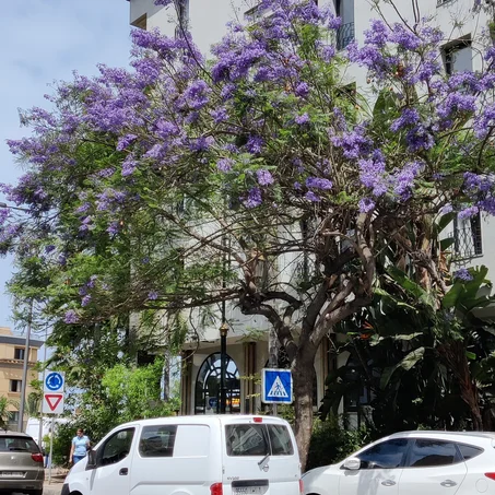 Jacaranda (flamboyant bleu)