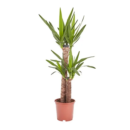 Yucca Elephantipes