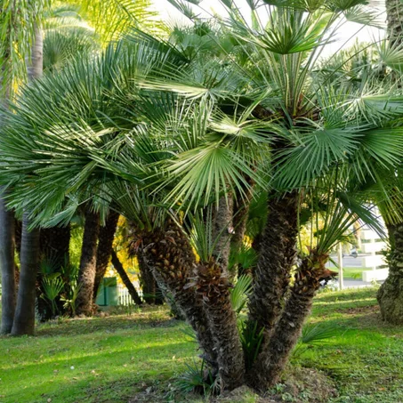 chamaerops humilis