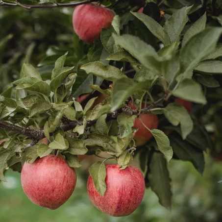 Pommier