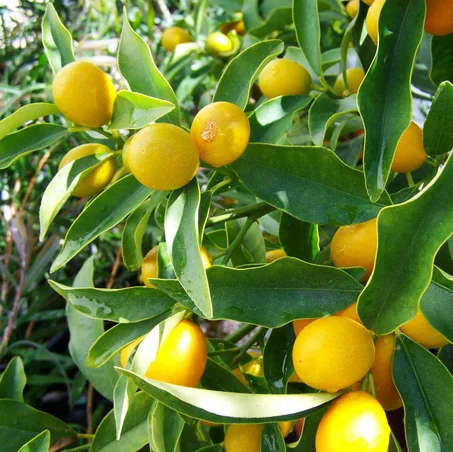 Citronnier (Citrus limon)