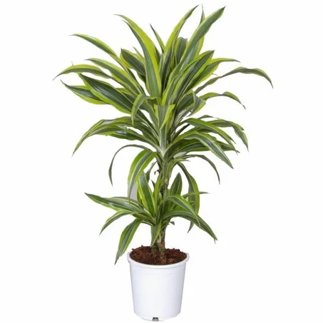 Dracaena Lemon