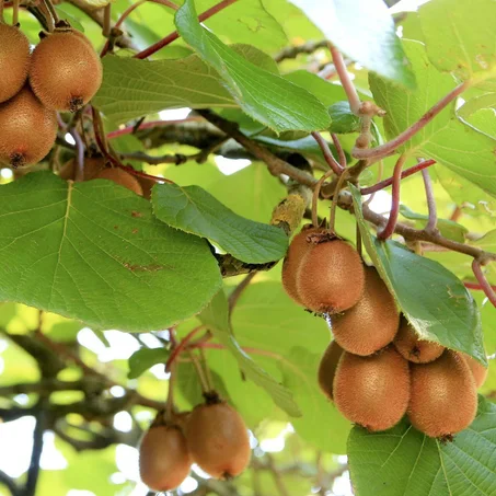 Kiwi (la groseille de Chine)