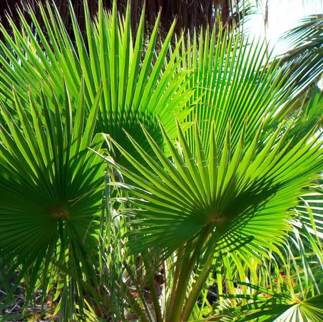 washingtonia