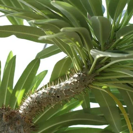 Pachypodium lamerei (Palmier de Madagascar)