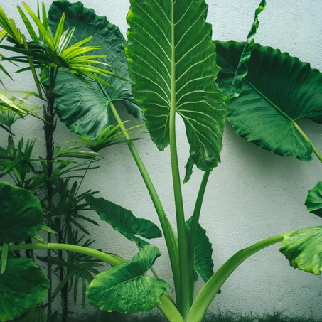 Alocasia (Caladium)