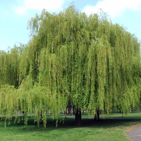 salix babylonica
