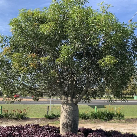 Brachychiton rupestris (Arbre bouteille australien)