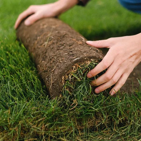 Gazon Paspalum