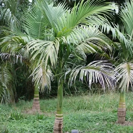 Archontophoenix cunninghamiana