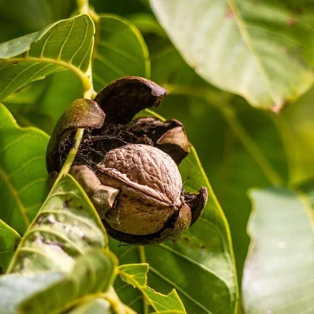 Noyer (Juglans regia)