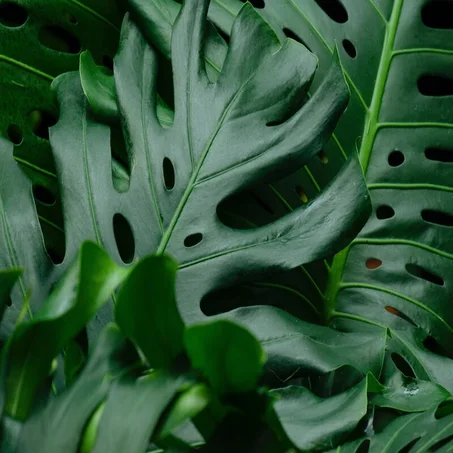 Philodendron Monstera