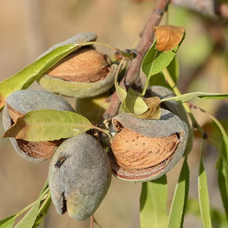 Amandier (Prunus dulcis)
