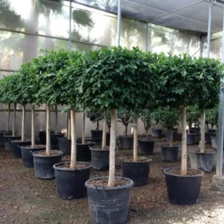 Ficus nitida