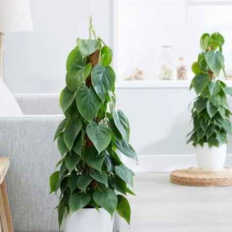 Philodendron scandens