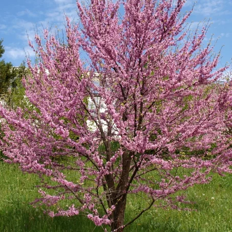 tamarix parviflora
