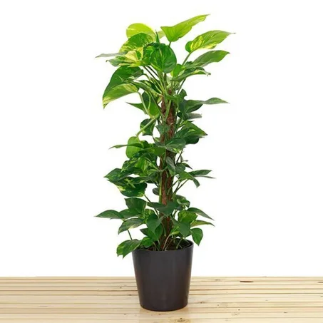 epipremnum pinnatum (Pothos)