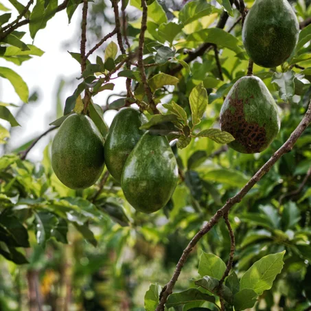 Avocatier (Persea americana)