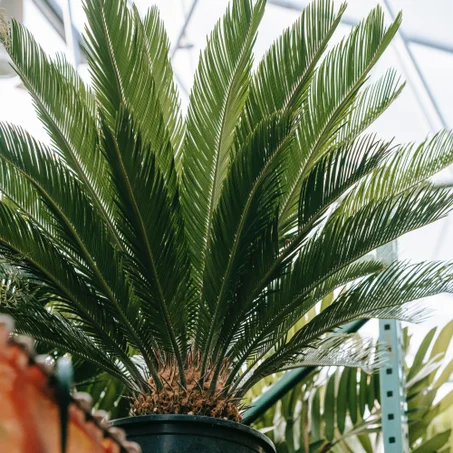Cycas revoluta