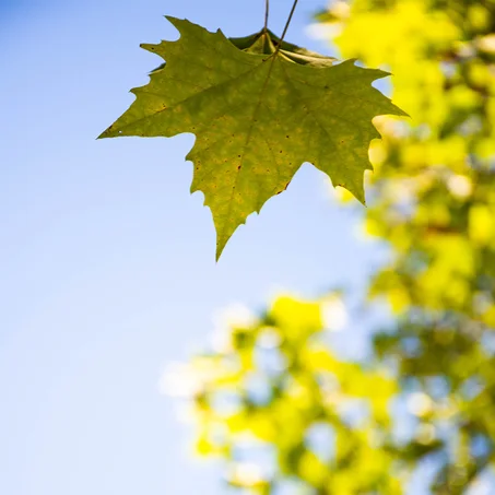 platanus x acerifolia