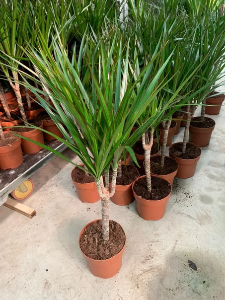 Dracaena Marginata