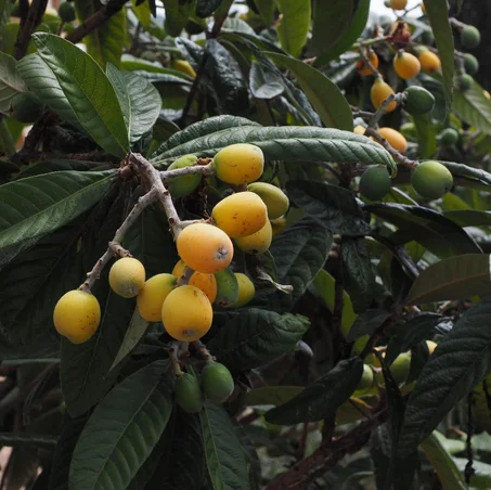 Néflier du Japon (Eriobotrya japonica)