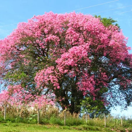 Chorisia speciosa
