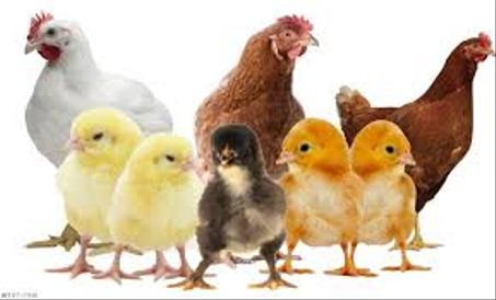 عالم الدواجن