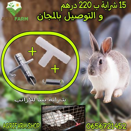 عرض محدود:15 شرابة بيبا للأرانب ب 220 درهم