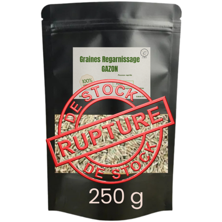 Graines Regarnissage GAZON