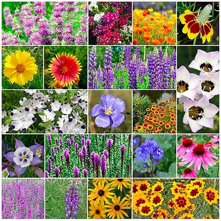 بذور الزهور