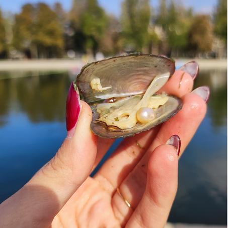 عقد اللؤلؤة الطبيعي مع سنسال فاخر من قلب المحار