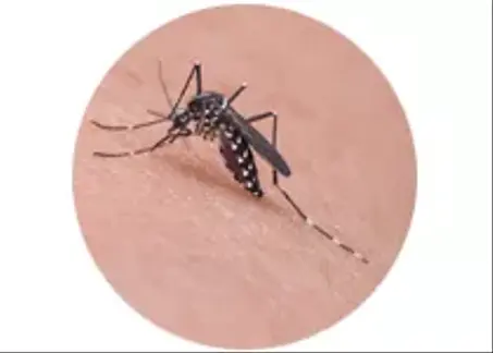 Anti-Moustiques-طارد البعوض