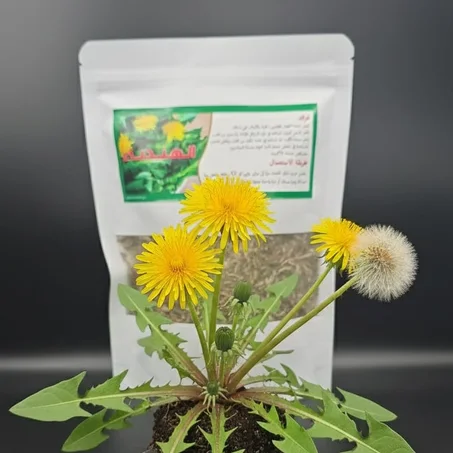 عشبة الهندباء