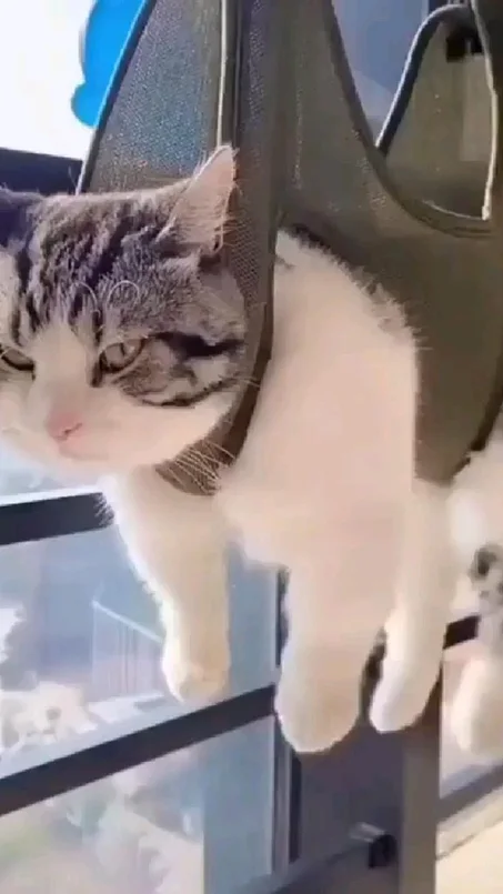 الحيوانات والأدوات