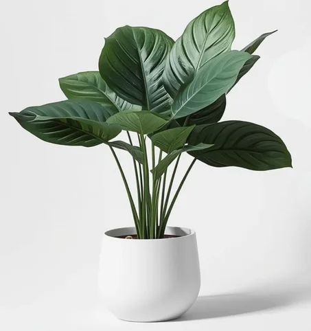 🌿 أشجار الطبيعة الأصيلة