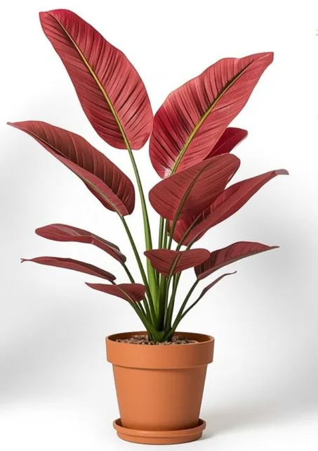 🌿 أشجار الزينة الراقية