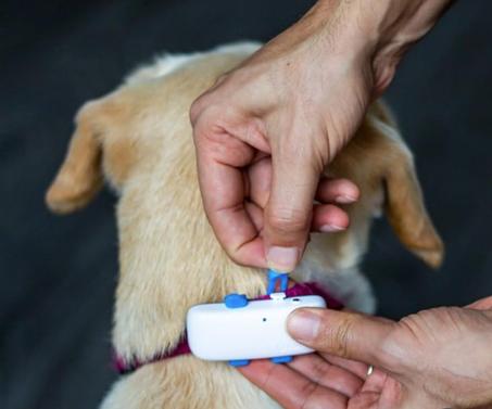 GPS Traceur chien