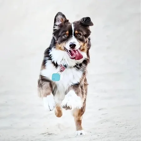 كل مايحتاجه حيوانك الأليف