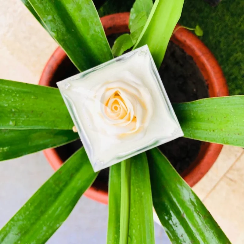 صندوق الملكة-La boîte de la reine