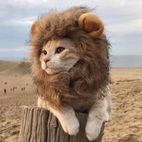 CatsMeaw™ Cute Cat Cosplay Clothes