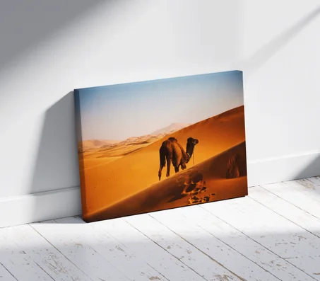 Chameau dans le désert