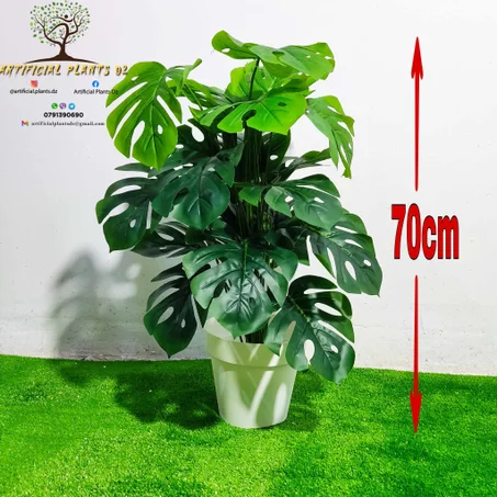 Monstera coupée 70cm
