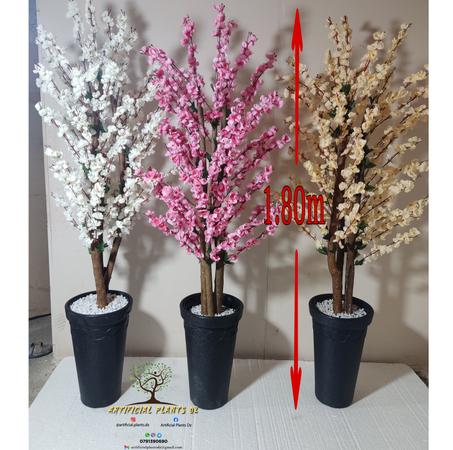 Amande Grand modèle 1.80m