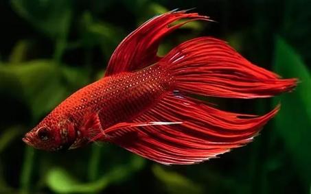 اول فانوس سمكه فى مصر والعالم