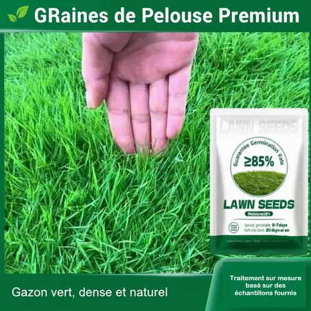 Graine de pelouse hybrides premium – Transformez votre jardin en un véritable écrin de verdure