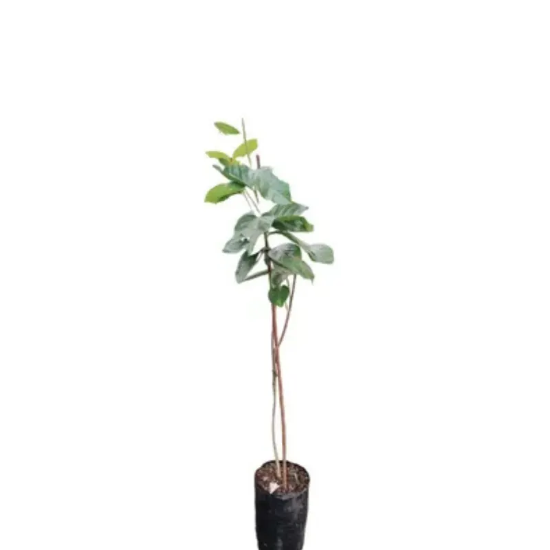 شجرة الكاكي المطعّم