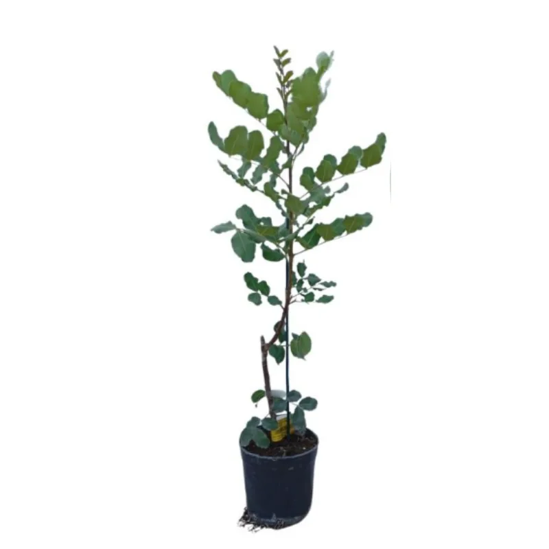 شجرة-الخروب-المطعمة